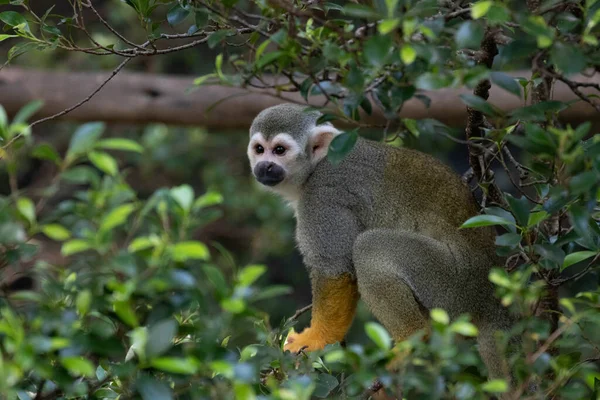 Little Squirrel Monkey Está Divertindo Árvore — Fotografia de Stock