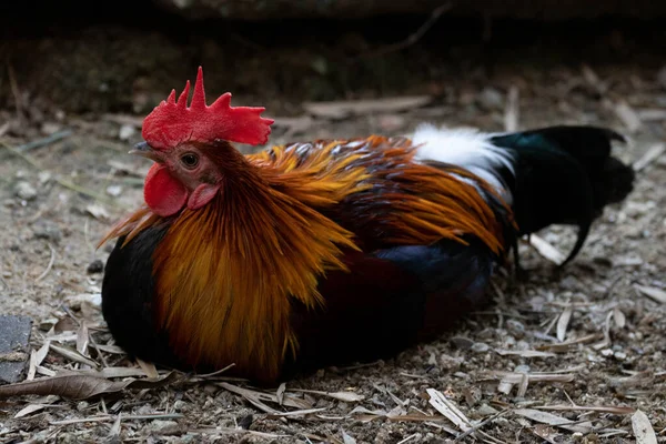 Närbild Djungel Fågel Kyckling Sitter Marken — Stockfoto