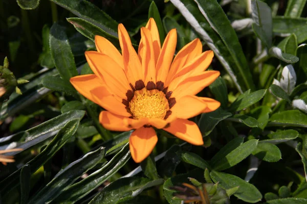 Fényes Narancs Gazánia Virág Rét Parkban — Stock Fotó