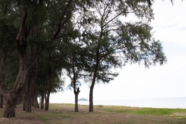 Kumsaldaki büyük yeşil çam ağaçları, istiridye denizi, huzurlu ve huzurlu.