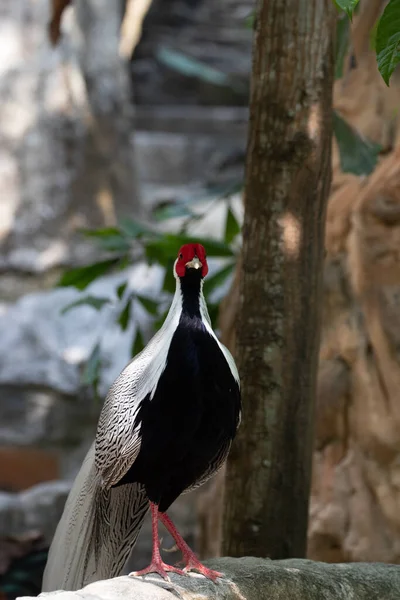 Gorgeous Elegant Pheasant Bird Wonder Feathers Pattern — Stock fotografie