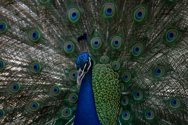 Close Indian Pheasant Abstract Combination Color Pattern Male Peacock Feather — Stok fotoğraf