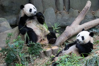 Panda Anne ve Yavrusunun Değerli Anı