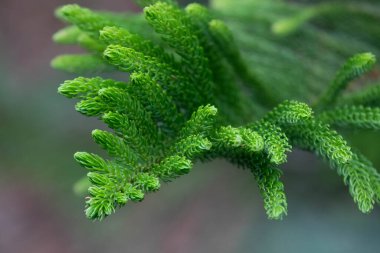 Dokuları ve Yeşil Çam yapraklarının desenlerini kapat