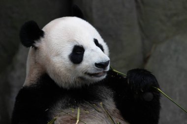 Şirin Dişi Panda adı Jia Jia