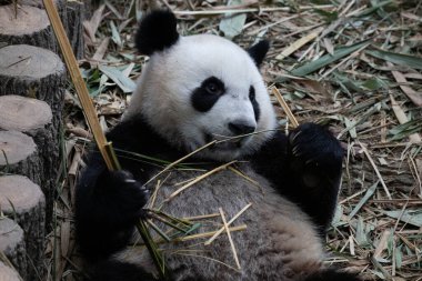 Mutlu küçük panda, Le Le, Bambu yiyor