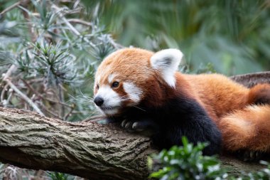 Fluffy Red Panda ağaçta dinleniyor.