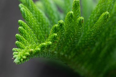 Dokuları ve Yeşil Çam yapraklarının desenlerini kapat