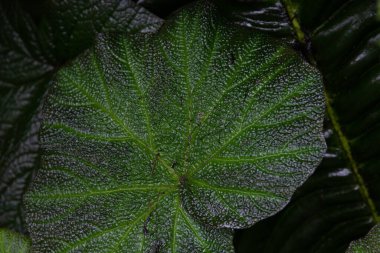 Doğa Güzeli, Taze Yeşil Yaprak Eğrisi, Doku ve Desen 'in detaylarını gösteriyor