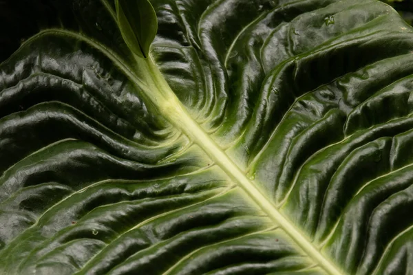 Doğa Güzeli, Taze Yeşil Yaprak Eğrisi, Doku ve Desen 'in detaylarını gösteriyor