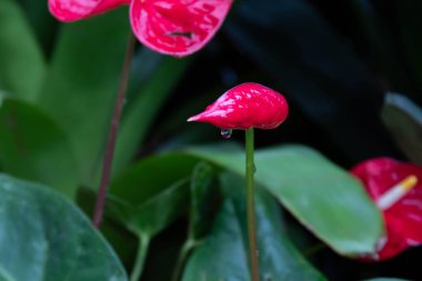 Kapatın Kırmızı Flamingo Çiçeği 'ni