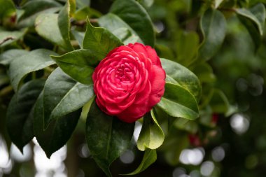 Kapatın baharda açan kırmızı kamelyayı