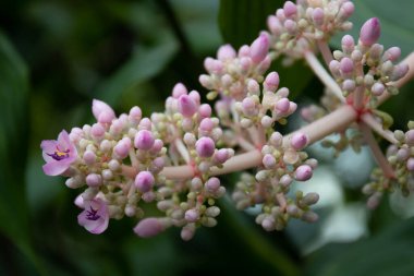 Güzel Pembe Çiçekler, Medinilla cummingii (Melastomataceae)