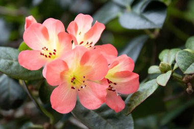 Close up Beautiful blooming orange flower, Azalea