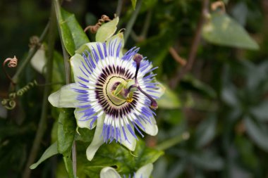 Close up blooming purple flower, Passion Flower