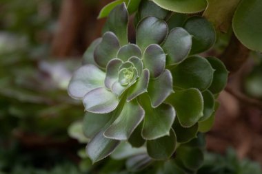 Doku ve desen için Succutent 'i kapat 