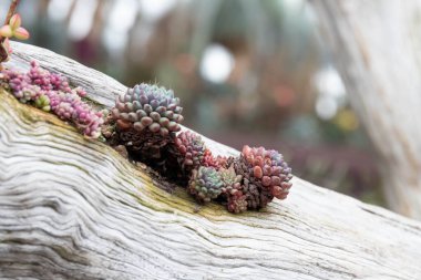 Close up Little Succulent garden 