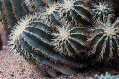 Close up texture and pattern of green Cactus