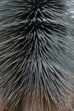 Teh yeşil bitkisini kapat, Xanthorrhoea glauca