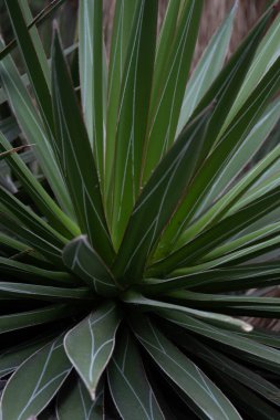Doku ve desen için Succutent 'i kapat 