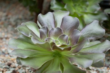Close up beautiful succulent, amazing pattern and texture