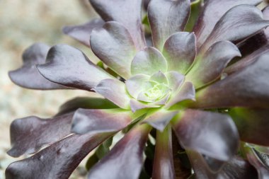Close up beautiful succulent, amazing pattern and texture