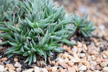 Close up cute Succulent in the garden, amazing texture and pattern of the plants