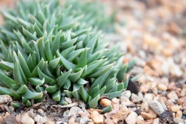 Close up cute Succulent in the garden, amazing texture and pattern of the plants