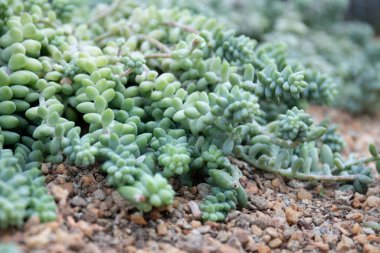 Close up texture and pattern of Succulent and cactus plant