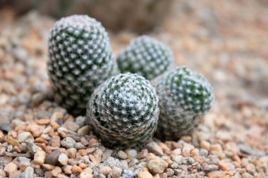 Close up texture and pattern of Succulent and cactus plant