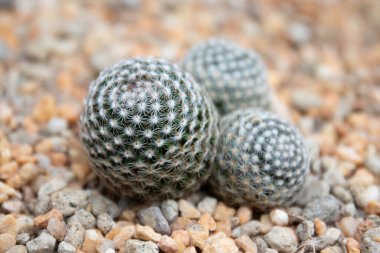 Close up texture and pattern of Succulent and cactus plant