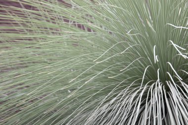 Kapat inanılmaz fabrikayı, Xanthorrhoea glauca