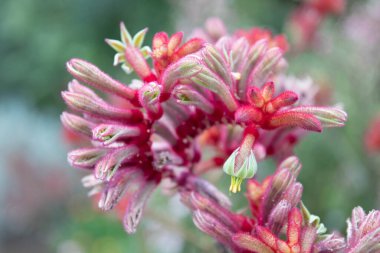Pink Flower, Tall  Kangaroo Paw