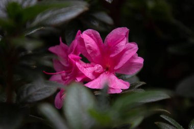 beautiful pink flowers, close up, Azalea