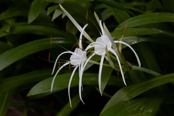 Clsoe Fehér Virág Crinum Lily Cape Lily Méreg Izzó Spider — Stock Fotó