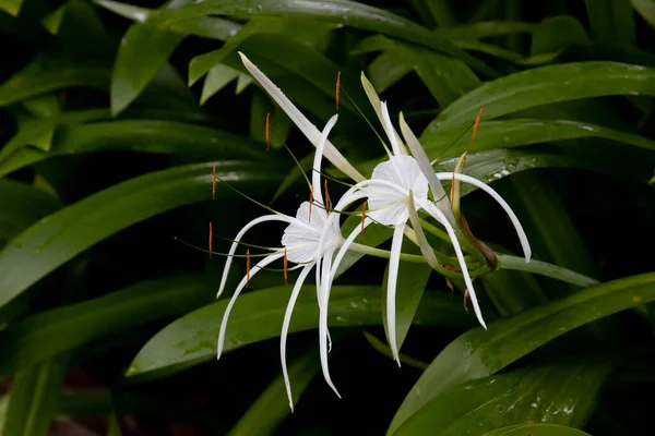 Clsoe Fehér Virág Crinum Lily Cape Lily Méreg Izzó Spider — Stock Fotó