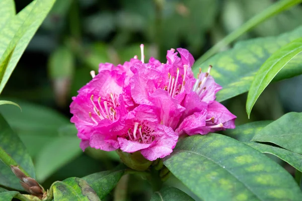 Close Blooming Pink Azalia Flowers Spring — Stock Photo, Image