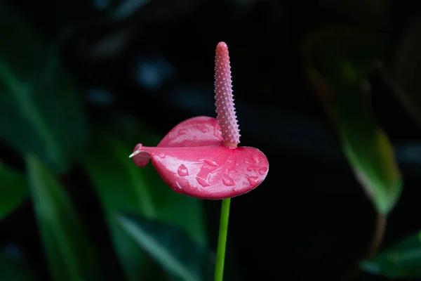 Zbliżenie Kwitnący Czerwony Kwiat Flamingo — Zdjęcie stockowe