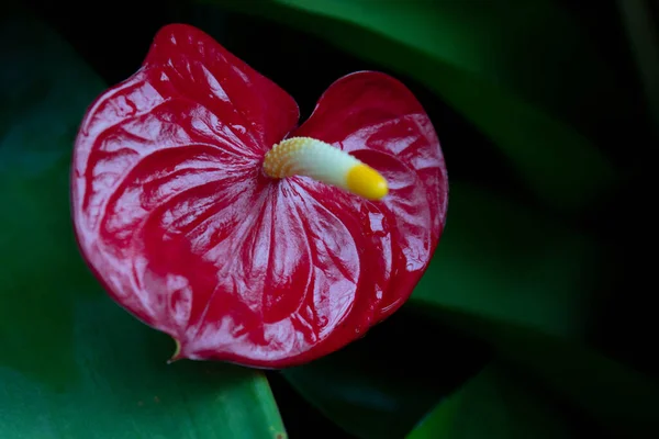 赤いフラミンゴの花を閉じる — ストック写真