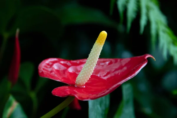 stock image Close up Blooming Red Flower, Flamingo Flower