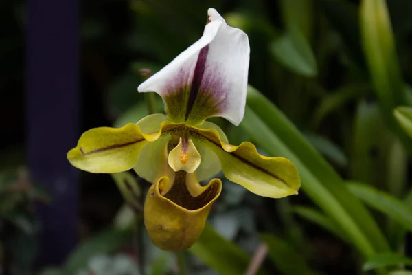 Close Orquídea Bonita Paphiopedilum Spicerianum — Fotografia de Stock