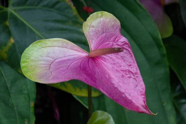 Κοντινό Πλάνο Ανθισμένα Ροζ Άνθη Anthurium Spp — Φωτογραφία Αρχείου