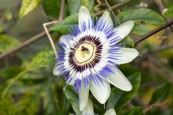 Close up blooming purple flower, Passion Flower