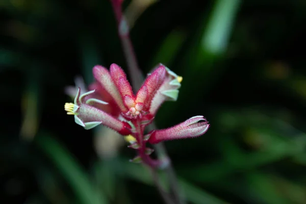 Close Blooming Anigozanthos Kanga Pink Kangaroo Paw — Stock Photo, Image
