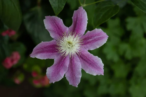 Zblízka Kvetoucí Fialový Květ Clematis Lanuginosa — Stock fotografie
