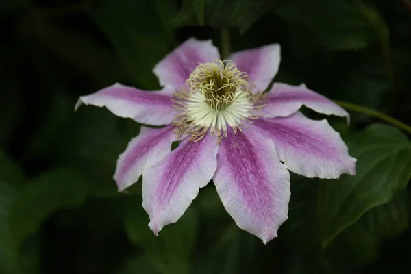 Nahaufnahme Blühende Lila Blume Clematis Lanuginosa — Stockfoto