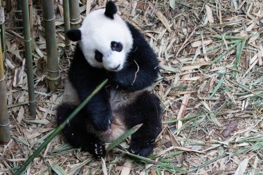 Mutlu Küçük Panda, Le Le, Nehir Harikaları, Singapur