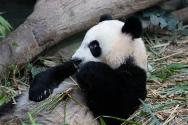 Singapur 'da, Le Le' de Bambu Yiyen Mutlu Küçük Panda