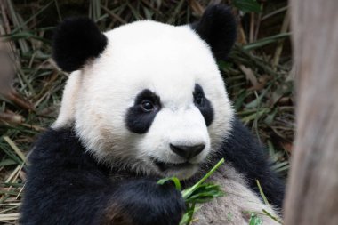 Singapur 'da, Le Le' de Bambu Yiyen Mutlu Küçük Panda