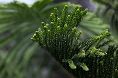 Dokuları ve Yeşil Çam yapraklarının desenlerini kapat